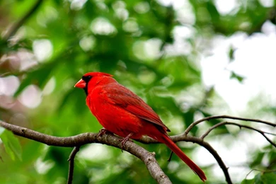 Beautiful Northern Cardinal Songbird Green Tree Branch Red Birds ...