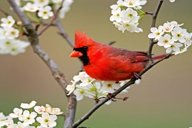 Cardinal Hd Wallpapers Free 3D