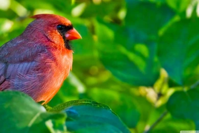 Male Northern Cardinal HD Desktop Wallpapers : High Definition ...