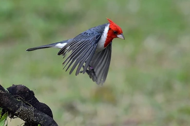 7 Red Crested Cardinal HD Wallpapers