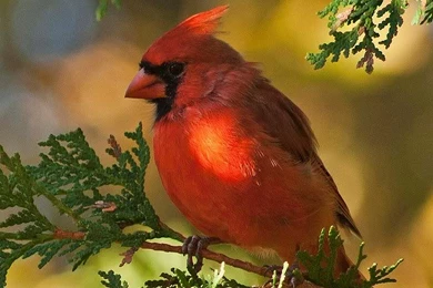 Bird Wallpapers   HotFreeWallpaper.com