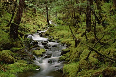 Temperate Rainforest Cordova Alaska Wallpapers And Stock Photos ...