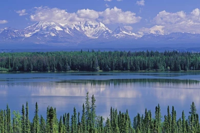 Alaska Willow 1920×1080 Wallpapers 2195695