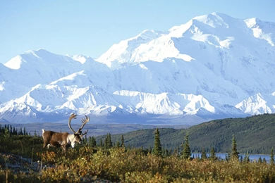 Tikchik, Park, Landscape, Alaska, Beaver Dam (