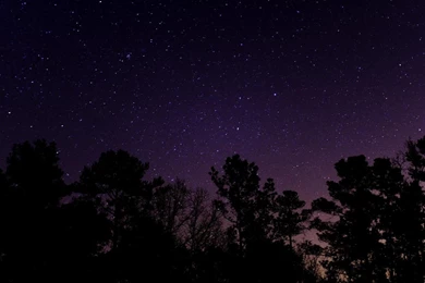 Night Nature Trees Under The Starry Sky Sky Star Tree HD ...