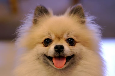 Funny Pomeranian Puppies Wallpapers
