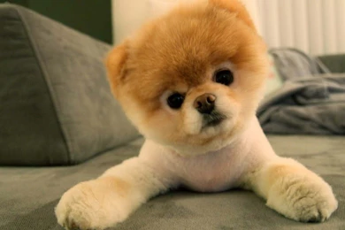 Cute Pomeranian Puppies Wallpapers Image