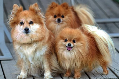 Funny Pomeranian Puppies Wallpapers