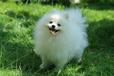 Pomeranian Wallpapers   Wallpapers Cave