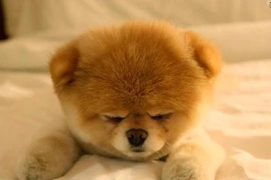 Cute Pomeranian Puppies Wallpapers Image