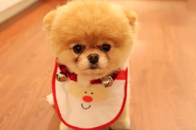 Pictures Of Pomeranian Puppies   Wallpapers HD Fine