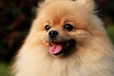 Hd HD Wallpapers, Dog Backgrounds