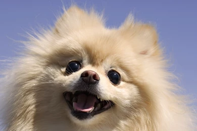 Funny, Dogs, Pomeranian, Wallpaper, Hd, Tuffboyscom, Cute ...