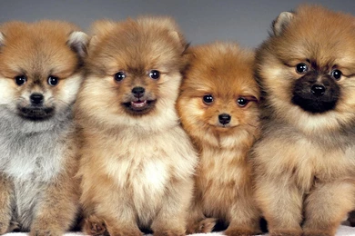 Pomeranians Cute Dogs   PetPictures