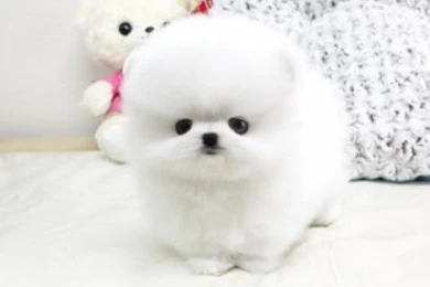Pomeranian Puppy Wallpapers   ImgMob