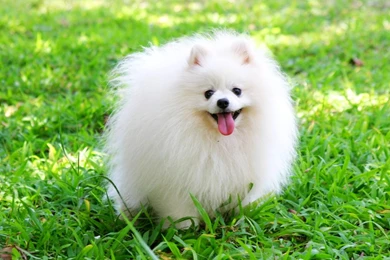 Cute Pomeranian Dog Wallpapers For Desktop