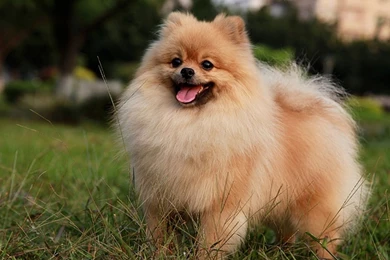 Best Animals Wallpaper: Pomeranian Puppies, 495775, Animals