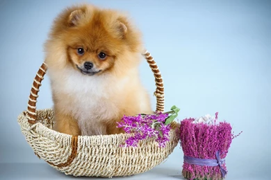 Dogs: Cute Blue Pink Flower Dog Sweet Animal Pomeranian Puppy ...