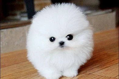 Cute_Fluffy_Pomeranian_Puppies 5.jpg