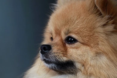 Funny Puppy At House Photos