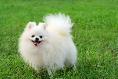 Pictures Of Pomeranian Puppies   Wallpapers HD Fine