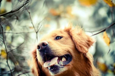 Golden Retriever Dogs High Definition Wallpapers Best Desktop ...