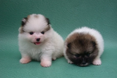 Pomeranian Puppies Cute Dogs   Backgrounds Free Images
