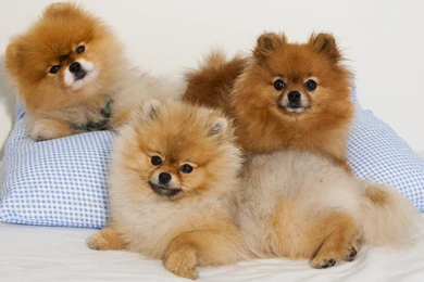 40 Wallpapers And Pictures Of Dogs