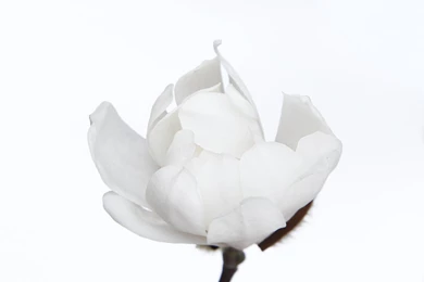 Bright) White On (cool) White