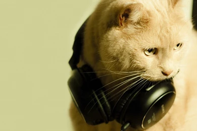 Cat And Headphones Wallpapers