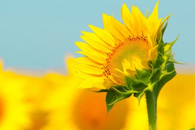 Sunflower HD Wallpapers