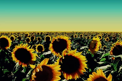 Sunflower Wallpapers HD