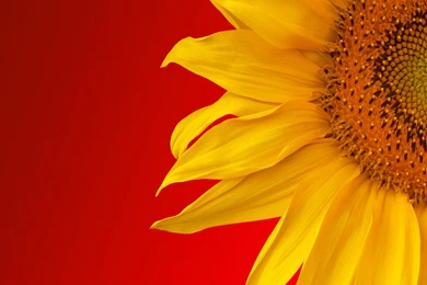 Sunflower Tattoos Wallpapers