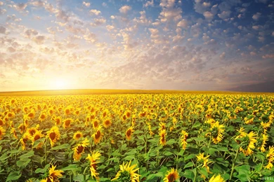 Sunset Rays On Sunflower Garden Wallpapers   Cvggnd
