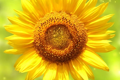 Download Wallpapers 1024x1024 Petals, Sunflower, Stem, Bokeh iPad ...