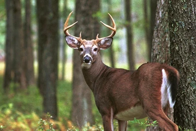 Monster Whitetail Deer Buck   Wallpaper.