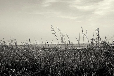 Black And White Field Desktop Backgrounds HD 1920x1200