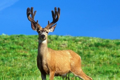 Deer Computer Wallpapers, Desktop Backgrounds