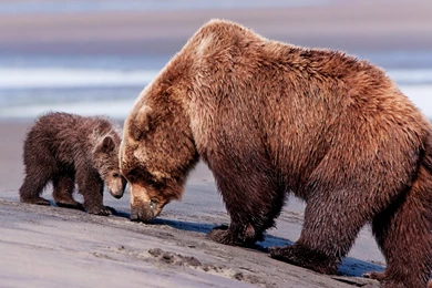 27 Wallpaper: Bears HD Wallpapers 1106 :: Bear Hd Wallpapers