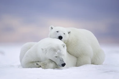 Polar Bears Wallpapers For Desktop, Laptop, PC & Mobile