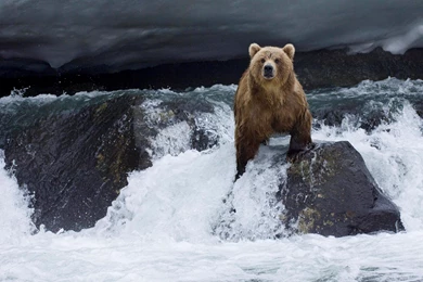 Bears On The Mountain Animal Hd