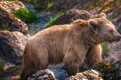 Brown Bears HD Wallpapers Download For Desktop And Mobile