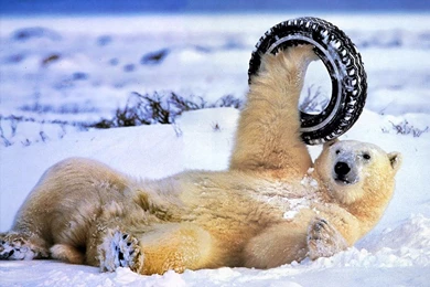 Polar Bear Tyre Winter Artleo Bears Wallpapers Pictures Free ...