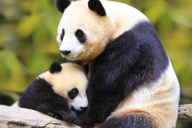 Bears: Panda Love Animal Wildlife Bear Frederika Wallpapers Wide ...