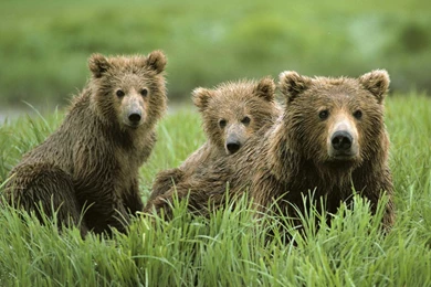 Bears: Brown Bears Green Grass Bear 0021 Wallpapers Wide For HD 16 ...