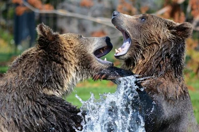 Bears Wallpaper,bears Wallpapers HD Wallpaper,grizzly Bear ...