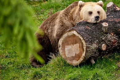 Bears Brown Bear Log Tree Grass Long Wallpapers Pictures Free ...