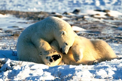 Bears Cute Polar Bears Enormous Bears Funny Wild Cute Polar Free ...