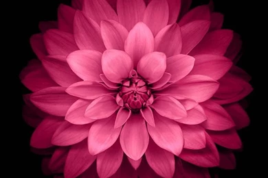 Download Wallpaper: Http://goo.gl/bOqT2k Ad40 apple red lotus ...