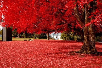 Red Autumn Collection (29+)